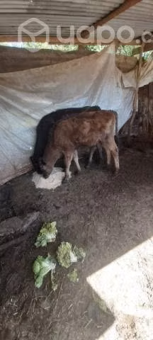Vacas lecheras - Imagen 4