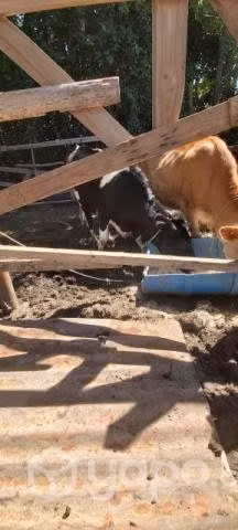 Vacas lecheras