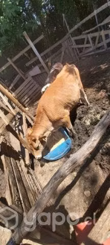 Vacas lecheras - Imagen 5