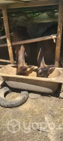 Vacas lecheras - Imagen 2