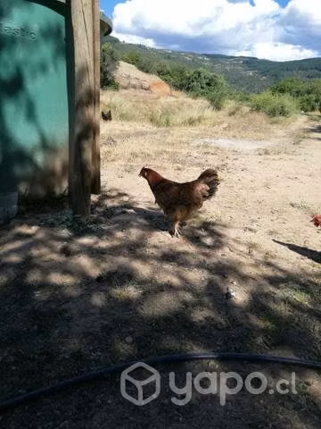 gallinas - Imagen 3