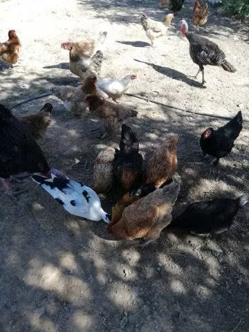 gallinas