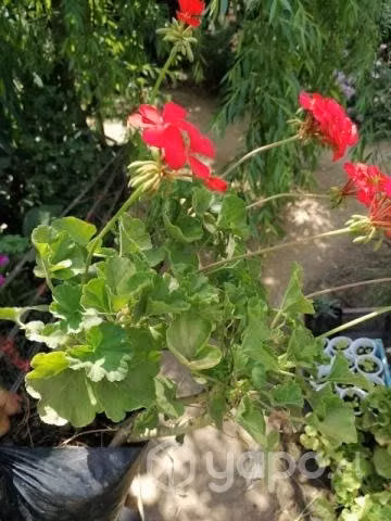 Lote de plantas