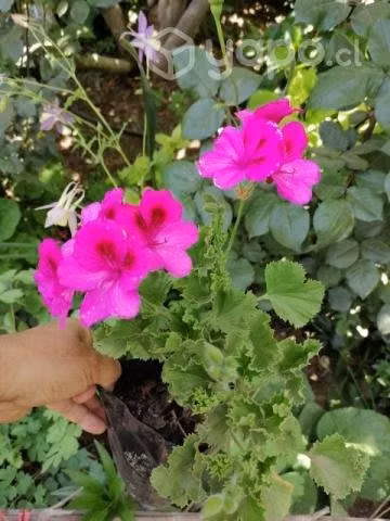 Lote de plantas
