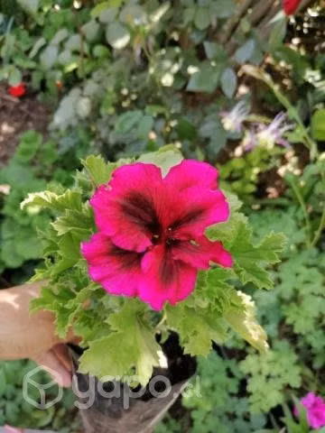 Lote de plantas