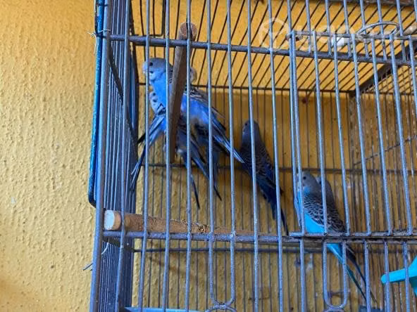 4 parejas de catas