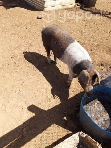 2 chanchitas preñadas
