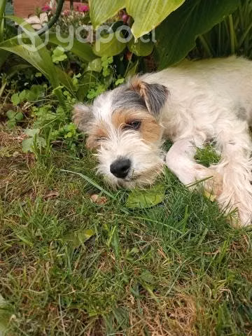 Adopción