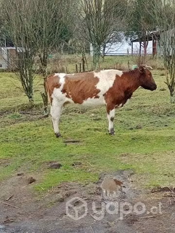 Vaca preñada