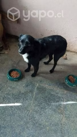 Perrita regalona