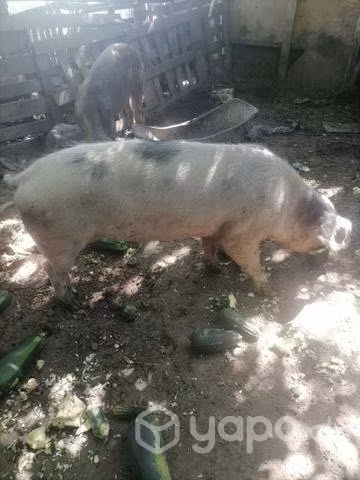 1 chancho y 1 chancha - Imagen 4