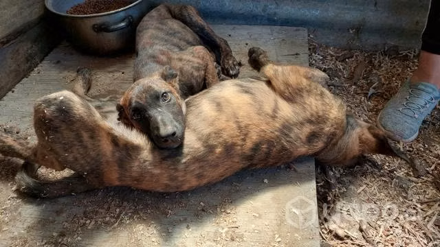 Cachorros mestizos de galgo en adopción!