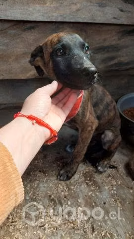 Cachorros mestizos de galgo en adopción!