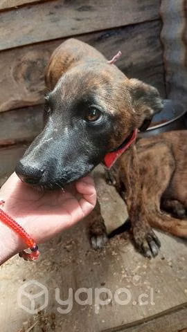 Cachorros mestizos de galgo en adopción!