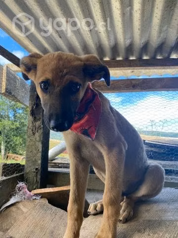 Cachorros mestizos de galgo en adopción!