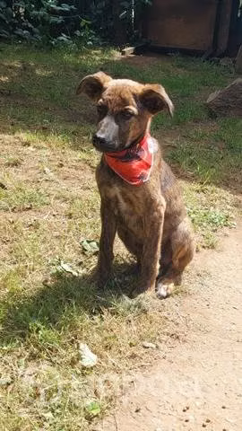 Cachorros mestizos de galgo en adopción!