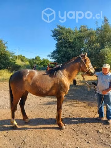 Caballo monturero