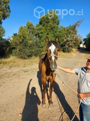 Caballo monturero - Imagen 5
