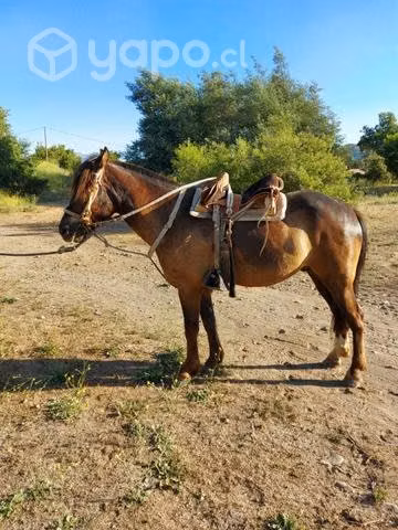 Caballo monturero - Imagen 3