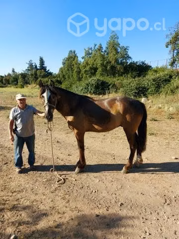 Caballo monturero - Imagen 4