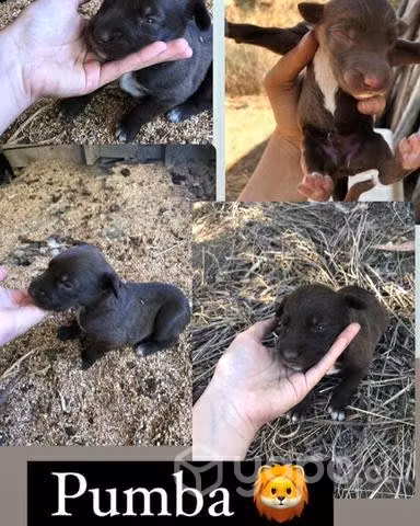Adopcion cachorros