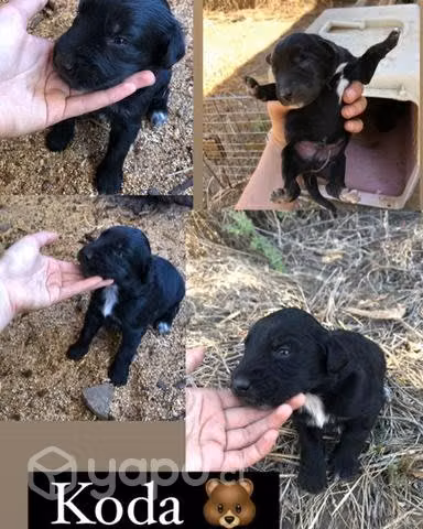 Adopcion cachorros