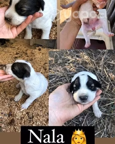 Adopcion cachorros