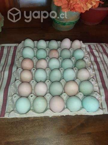 Huevos de campo - Imagen 2