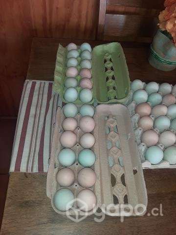 Huevos de campo - Imagen 3