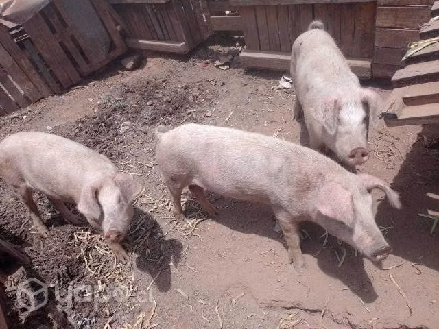 Chanchos
