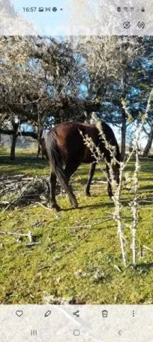 Yegua nueva