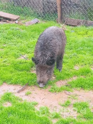 chanchito jabalí para montás con otras