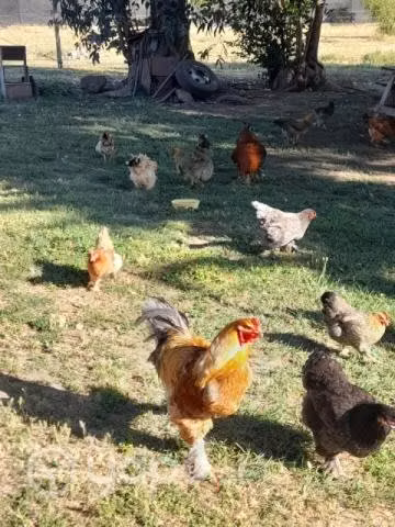 Gallinas criollas y brahmas