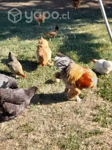 Gallinas criollas y brahmas