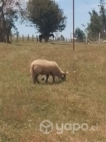 Carnero
