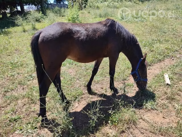 Poni  o permuta - Imagen 4