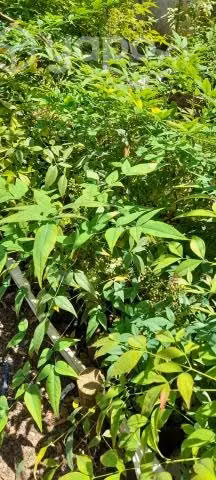 Plantas para jardin