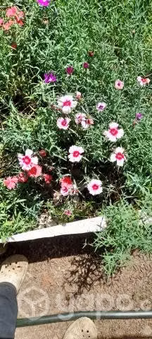 Plantas para jardin