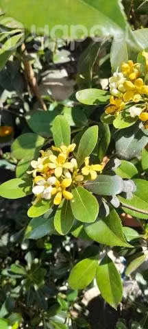 Plantas para jardin
