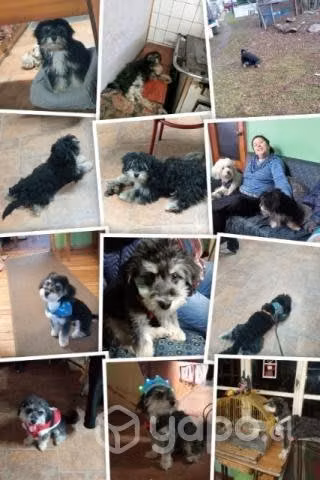Perrito