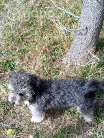 Perrito