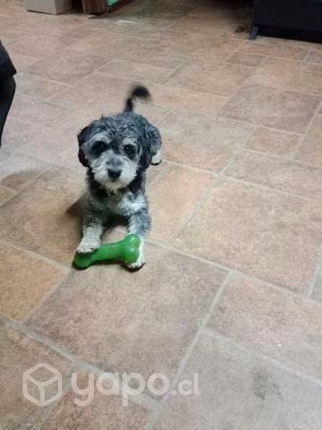 Perrito