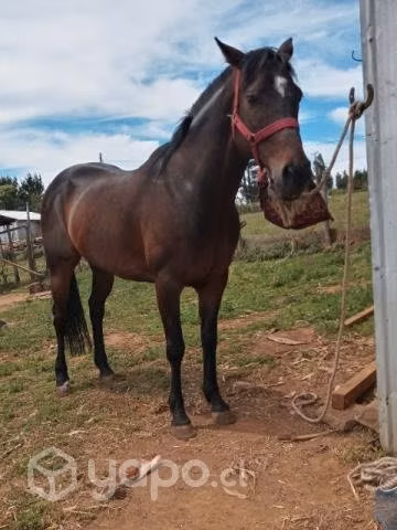 Caballo