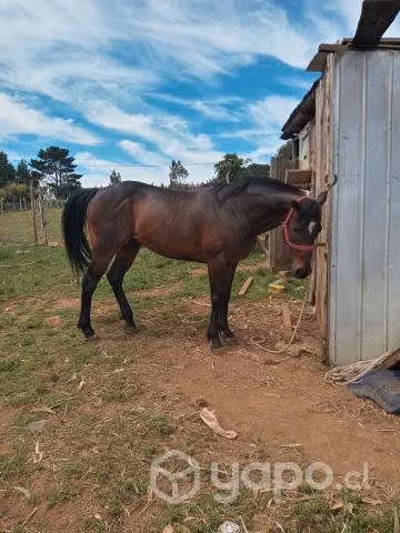 Caballo - Imagen 3