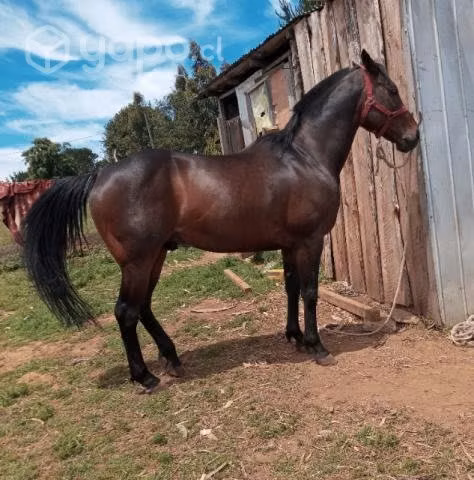 Caballo - Imagen 2