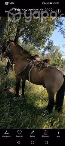 Caballo muy manso - Imagen 3