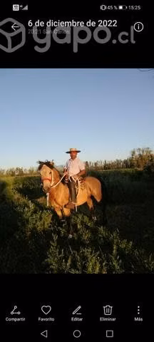 Caballo muy manso - Imagen 4