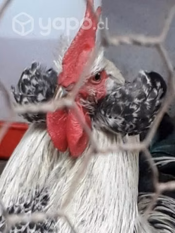 Gallinas - Imagen 4