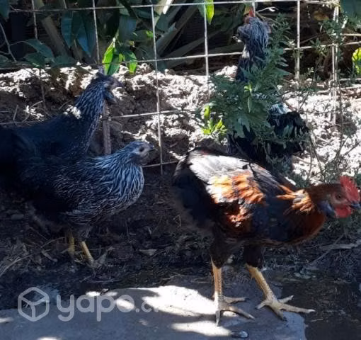 Gallinas - Imagen 3