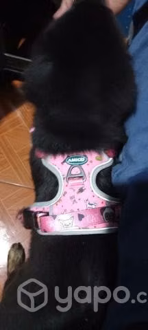 Lote articulos de mascotas
